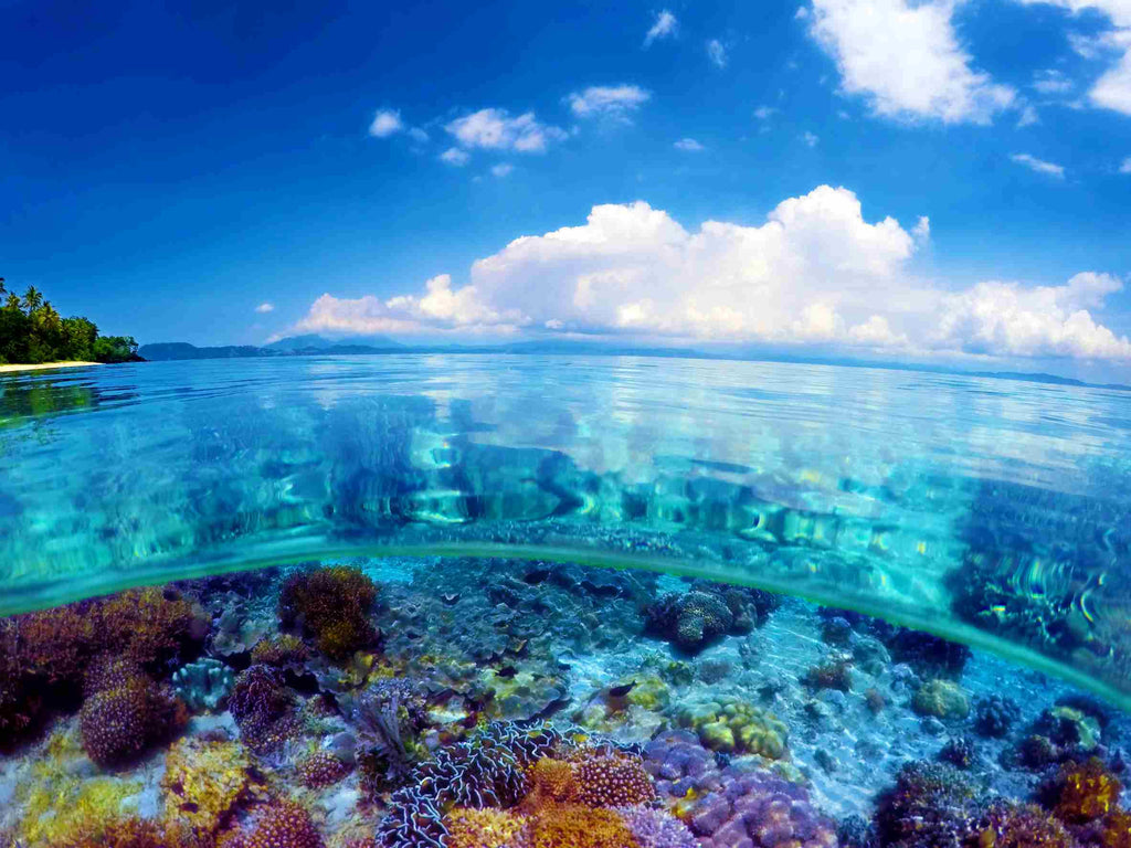 How Can We Save Coral? Coral Reefs Are In Danger