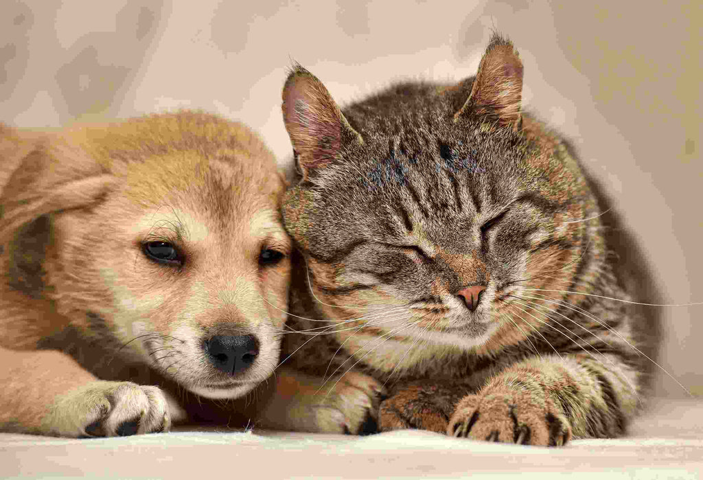 Is It Safe For Cats and Dogs To Drink Tap Water?