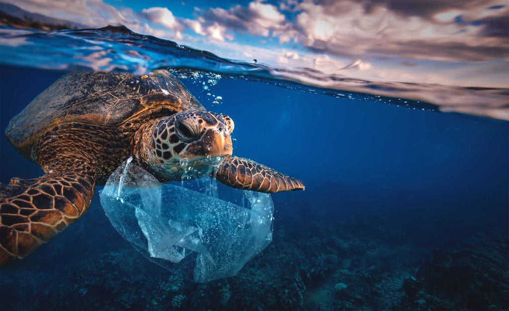 Marine Debris and Ocean Pollution in Hawaii - Plastics are Becoming a Big Problem