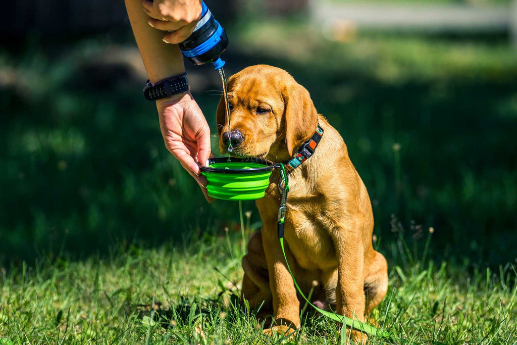 Can Dogs Drink Tap Water Safely? Is Tap Water Bad For Pets?