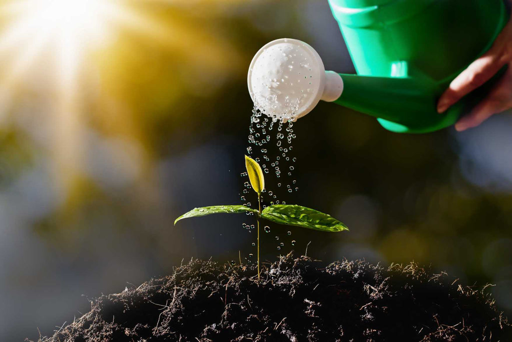 Is Distilled Water Good for Plants? Do Plants Grow Better With Tap Water or Distilled Water?
