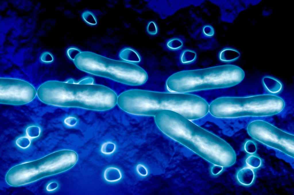 Coliform Bacteria in Water: What It Is and Why You Should Mind