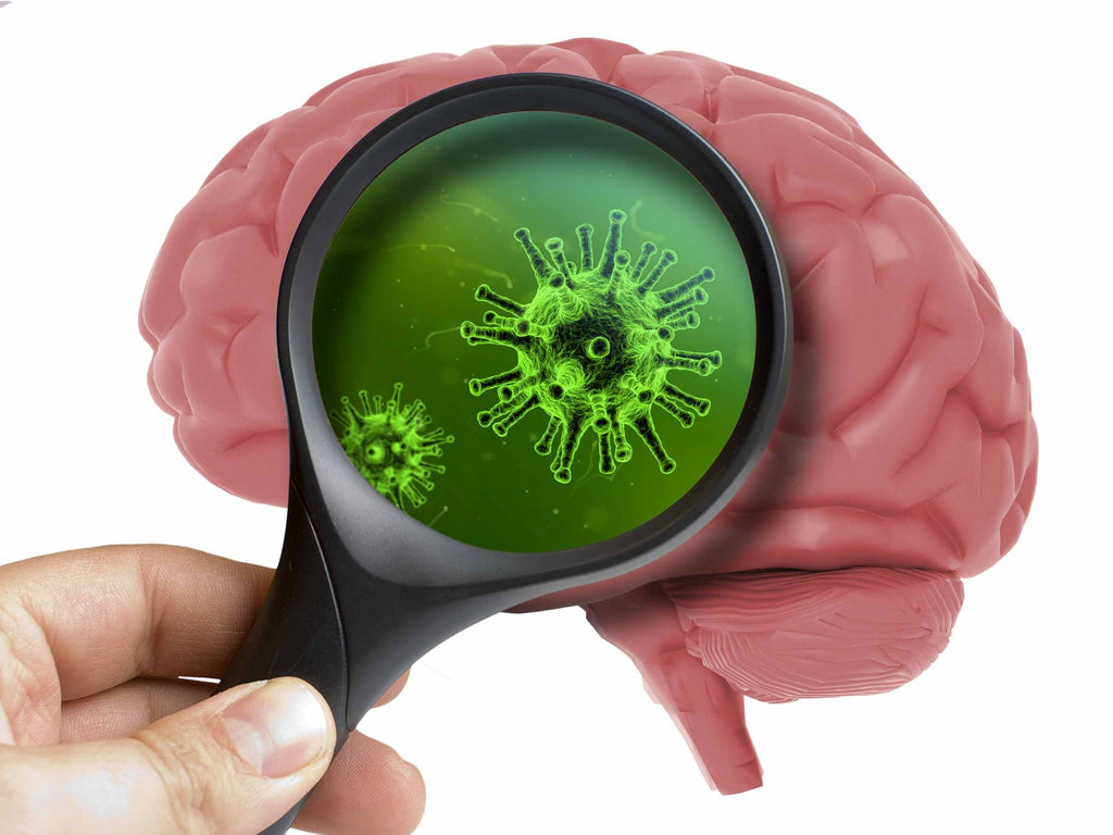 What Is Naegleria fowleri? Understanding the Brain-Eating Amoeba and Water Safety