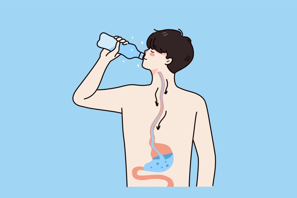 Where Does Water Go When You Drink It? How Water Is Absorbed